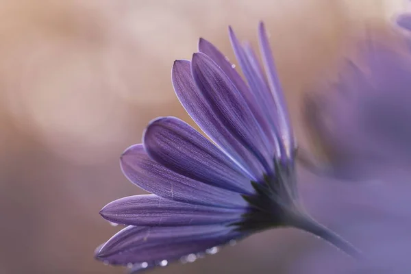 Μια Επιλεκτική Φωτογραφία Εστίασης Μιας Πλαϊνής Όψης Ενός Μοβ Λουλουδιού — Φωτογραφία Αρχείου