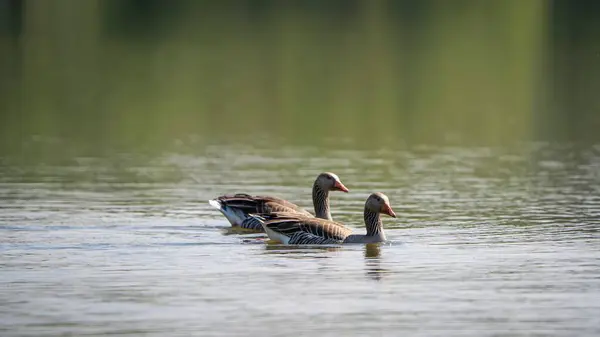 池の中で泳いでいるアヒルのカップルのクローズアップショット — ストック写真