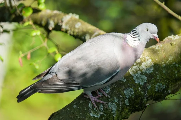 Closeup Common Woodpigeon Columba Palumbus Branch — Stock Photo, Image