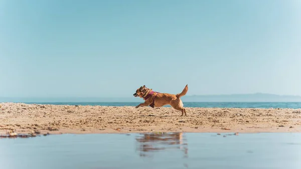 Malý Pes Sprintující Odrazem Vody Psí Pláži — Stock fotografie