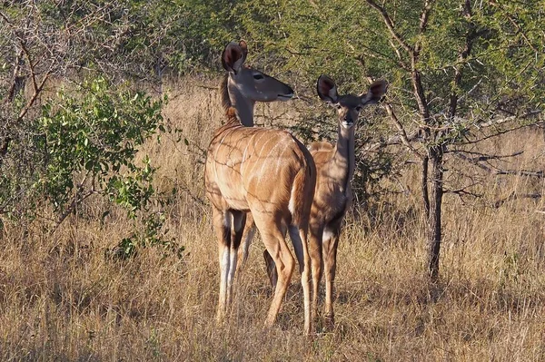 Namibya Afrika Bir Ormanda Bir Çift Kudu Antilobu Nun Yakın — Stok fotoğraf