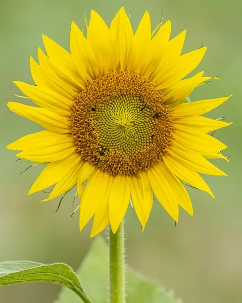 Vertikální Záběr Žluté Slunečnice Zelenými Listy Rozmazaném Pozadí — Stock fotografie