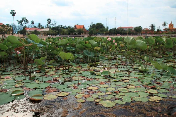 Lotus Pond Park Kampot Town Cambodia — Stock Photo, Image