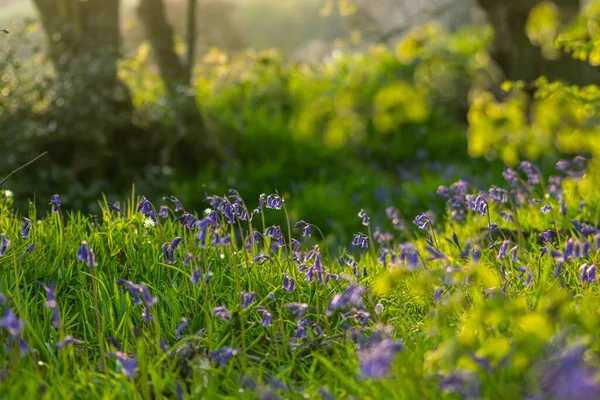 森の庭のブルーベルの花 — ストック写真