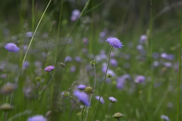 Closeup Shot Growing Scabiosa Flowers Isolated Green Nature Background — Stockfoto