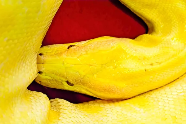 Close Vista Alto Ângulo Uma Cobra Pitão Albino Birmanesa Superfície — Fotografia de Stock