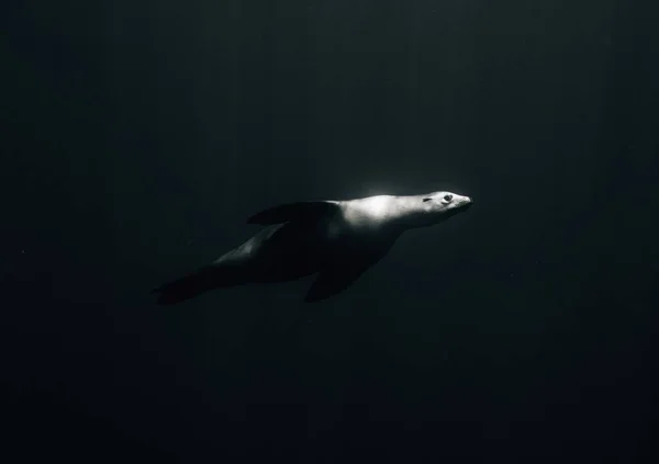 Sealion Que Joga Sob Oceano Pacífico — Fotografia de Stock