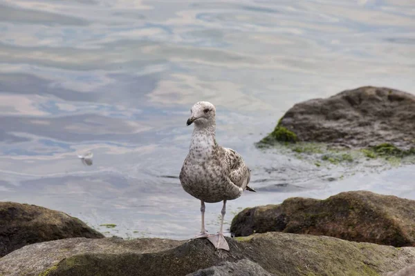 水边岩石上栖息着一只白色海鸥的风景画 — 图库照片