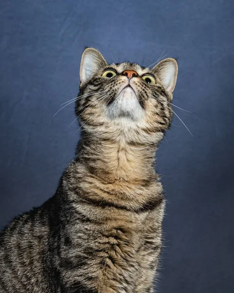 Neugierige Katze Studio Haustier Portrait — Stockfoto