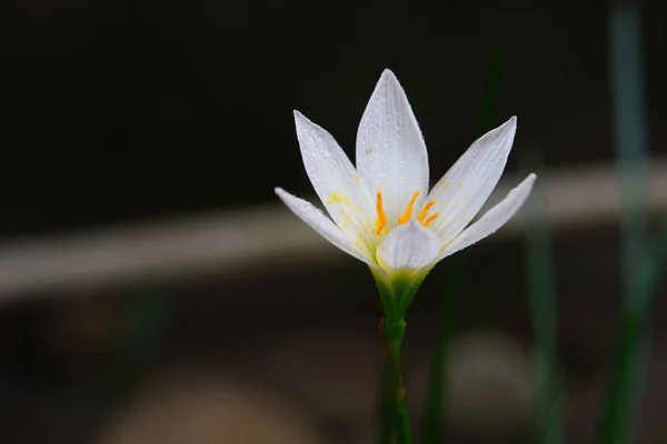 暗い背景に庭に白い花弁を持つ秋のゼフィリンの花のクローズアップショット — ストック写真