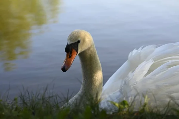 Ein Weißer Schwan Sachsen Anhalt Halle Der Saale Halle Neustadt — Stockfoto