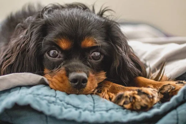 Cavalier King Charles Spaniel Ready Bed — Stock Photo, Image