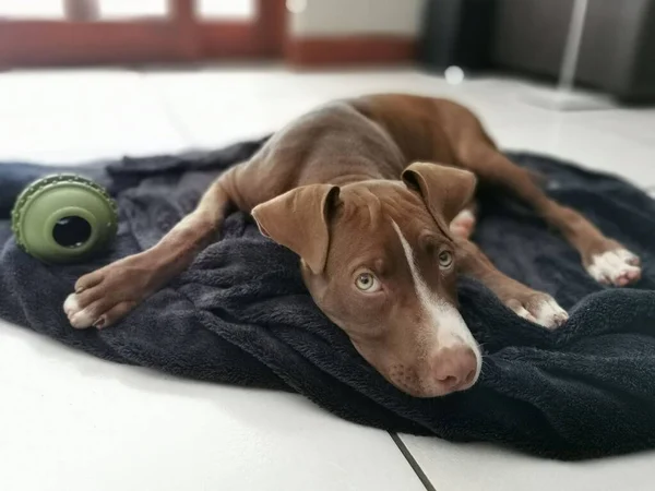 Chien Avec Jouet Couché Sur Tapis Dans Une Pièce — Photo