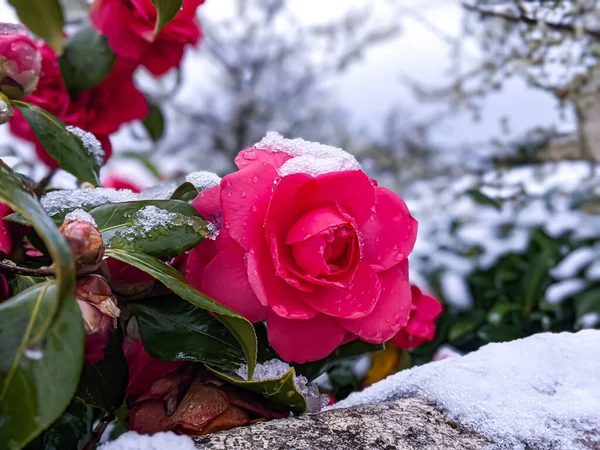 Róża Śniegiem Dookoła Wiosną — Zdjęcie stockowe