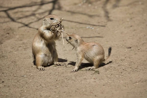 Deux Chiens Prairie Mignons Moelleux Jouant Ensemble Dans Zoo Par — Photo