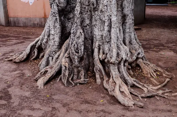 Корінь Дерева Землі — стокове фото