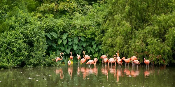 Arka Planda Yeşil Ağaçlar Olan Bir Ormanda Göldeki Pembe Flamingoların — Stok fotoğraf