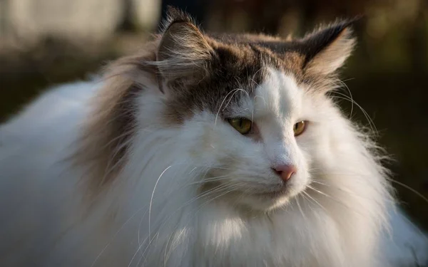 Närbild Bedårande Norsk Skogkatt Suddig Bakgrund — Stockfoto