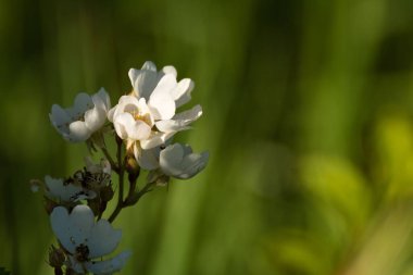 Bahçedeki küçük beyaz çiçeklerin seçici odak noktası.