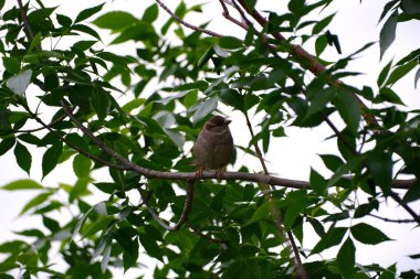 Yeşil ağaç dalına tünemiş sevimli bir Eski Dünya serçesi