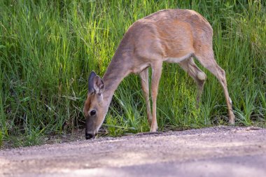 Doe dikkatle Güney Dakota 'daki Black Hills' te görüldü..