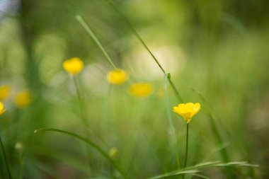 Bokeh arka planında yeşil çimen olan Buttercups 'ın seçici odak noktası.