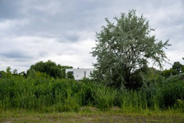 Bulutlu bir günde kırsal alanda çalıların ve ağaçların manzarası