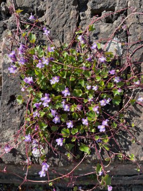 Taş duvarda büyüyen sarmaşık yapraklı mantar (cymbalaria muralis).