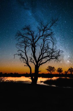 Güney Afrika, Botswana 'da yıldızlı gökyüzüne karşı bir ağaç silueti