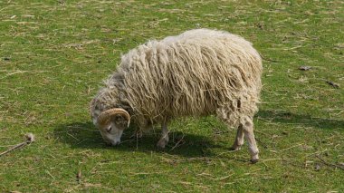 Çek Hayvanat Bahçesi 'nde şirin bir koyun.