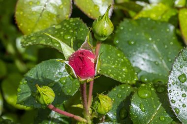 Kırmızı bir gül goncasının yakın çekimi.