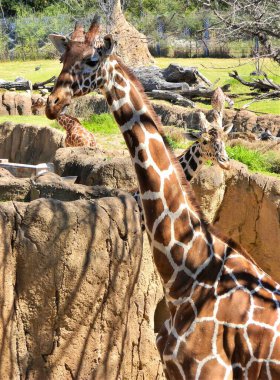 Güneşli bir günde hayvanat bahçesinde zürafaların dikey yakın çekimi.