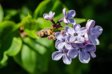 Sıradan leylak çiçeklerinin hoş kokulu bir odak noktası (şırınga vulgaris))