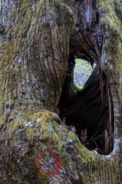 Eski ve büyük bir ağacın dikey görüntüsü.