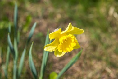 Bahçedeki sarı nergis çiçeğinin yakın çekimi.