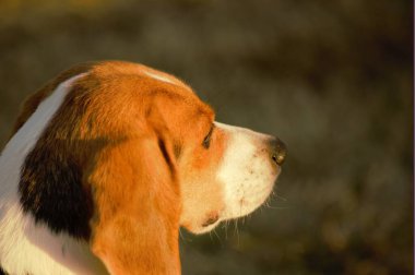 Altın saate bakan bir av köpeğinin yakın çekimi.