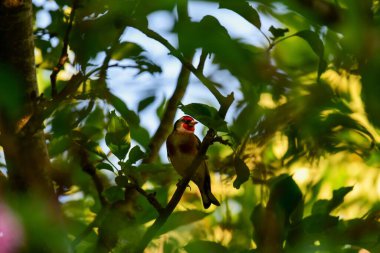 Bir Avrupalı ispinoz yazın bir ağaca tünedi.