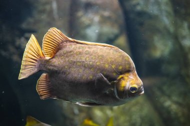 Suyun içinde benekli dışkının (Scatophagus argus) yakın plan çekimi.