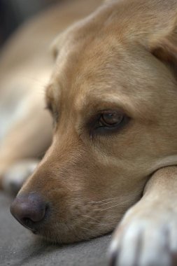 Bulanık bir arkaplanda yerde yatan sevimli bir köpeğin dikey görüntüsü.