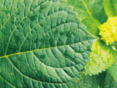 Gün ışığında su damlalarıyla kaplı yeşil taze bir yaprağın yakın plan çekimi.