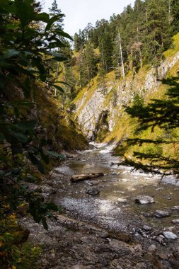 Orman tepeleri arasında dar bir nehrin dikey görüntüsü.