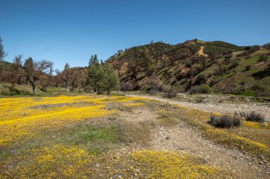 Ağaçlar, çalılar ve açık gökyüzünün altında yeşil bir uçurum.