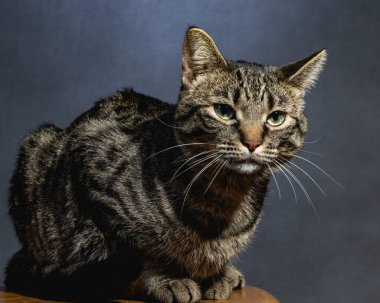 Meraklı Kedi Stüdyosu Hayvan Portresi