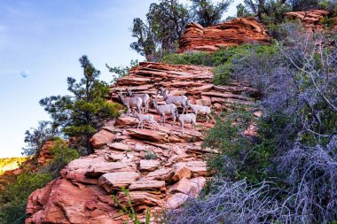 Koca boynuzlu koyun sürüsü Zion Ulusal Parkı 'ndaki bir grup ağaç ve kayanın arasına tırmanıyor..
