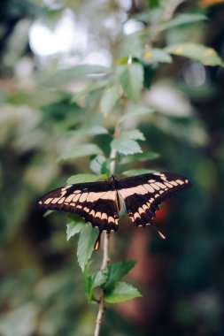 Yeşil yapraklı bir dalın üzerine tünemiş bir kırlangıç kuşu dikey görüntüsü.