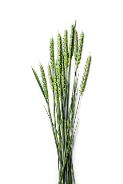 Вертикальный Выстрел Зеленых Ветвей Пшеницы Изолированы Белом Фоне — стоковое фото
