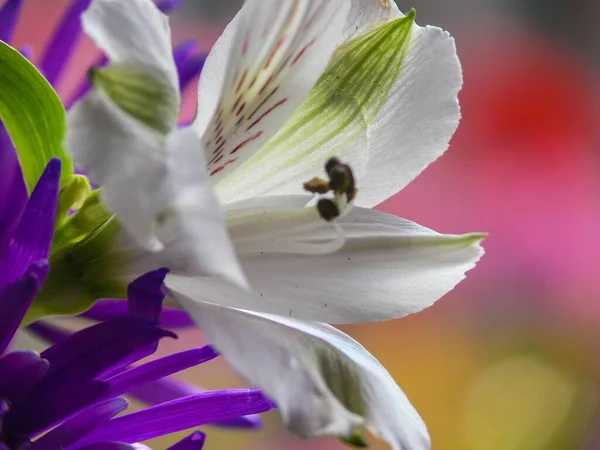 花束の中に咲く白いユリの花のクローズアップショット — ストック写真