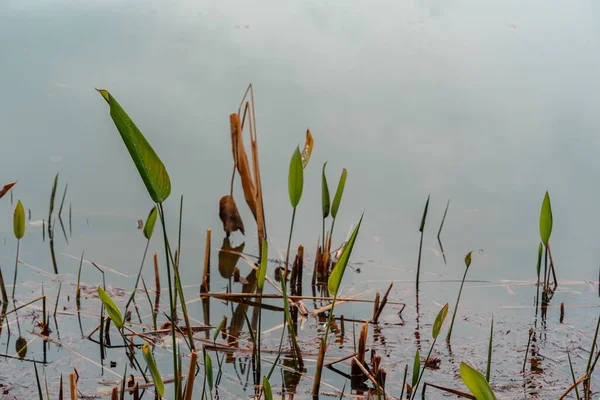 Gros Plan Feuilles Poussant Dans Lac Peu Profond — Photo