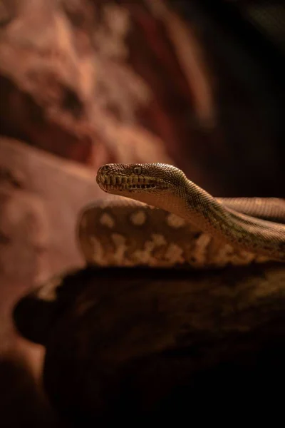 Eine Vertikale Aufnahme Einer Schlange Einem Verschwommenen Hintergrund — Stockfoto
