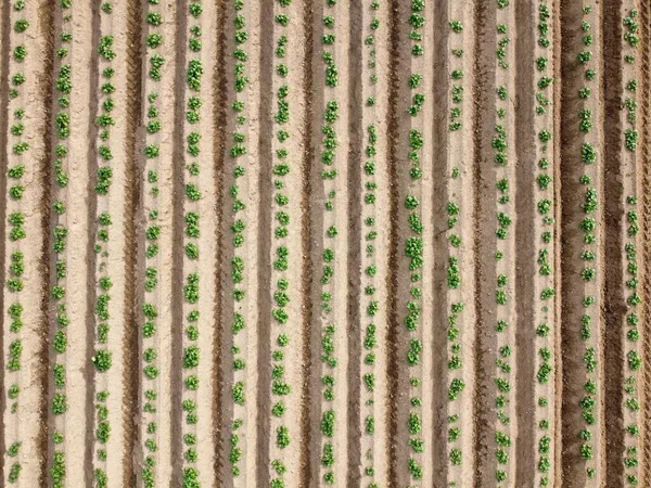 Een Luchtfoto Van Het Landbouwplantageveld Perfect Afgestemd Ontwerp Achtergrond — Stockfoto